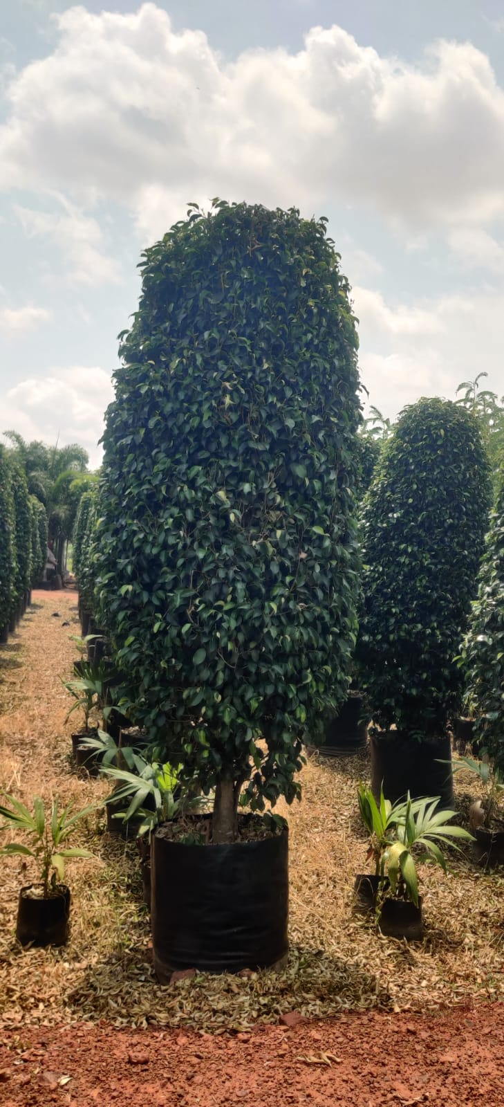 ARKA NURSERY BIG PLANTS