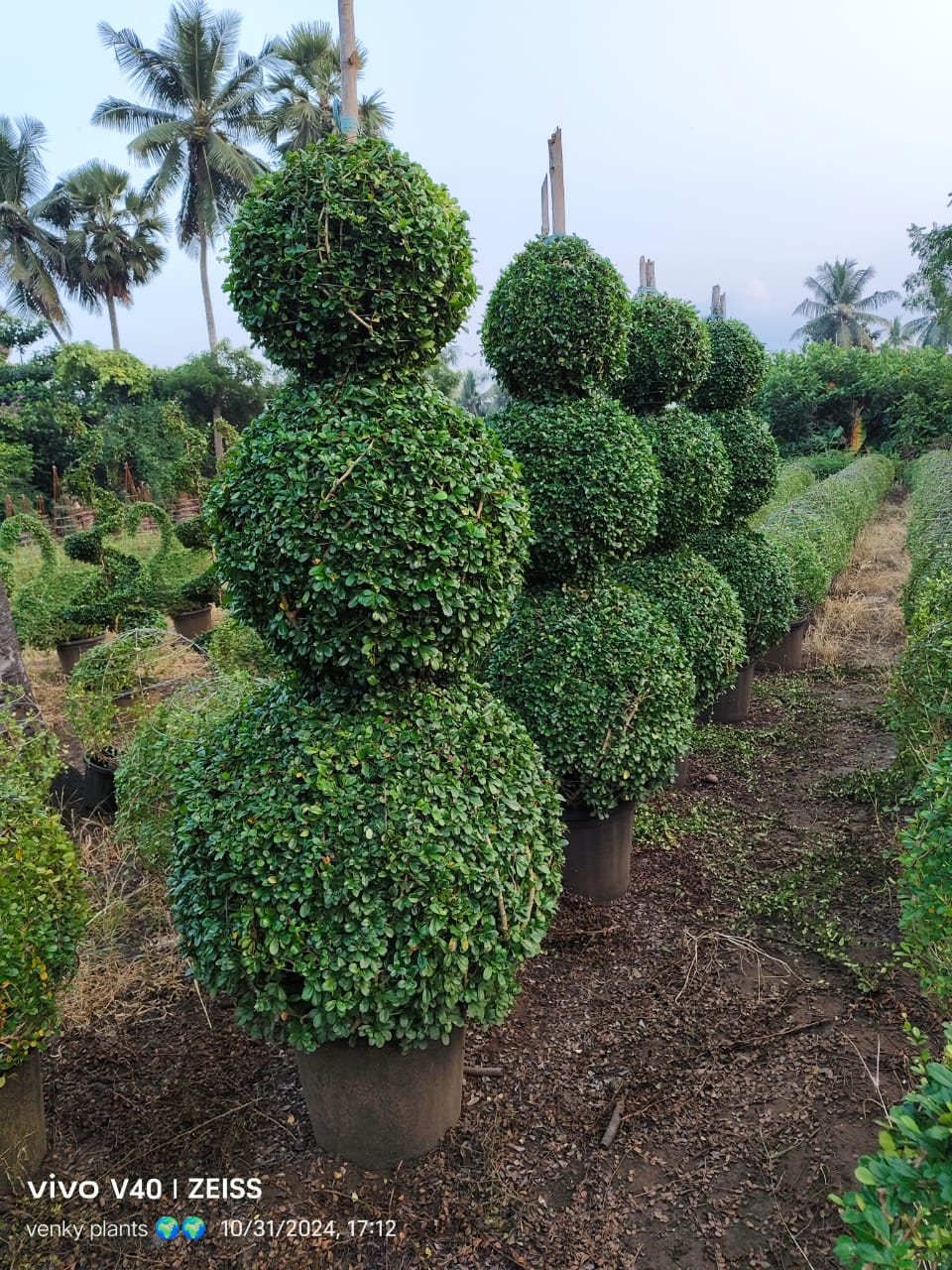 Designer Plants